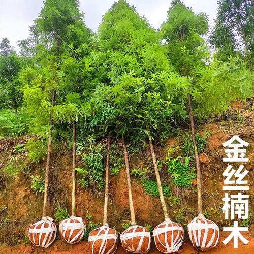 基地直销金丝楠木树苗 小叶桢楠与丁丁楠的育苗技术与四季造林指南
